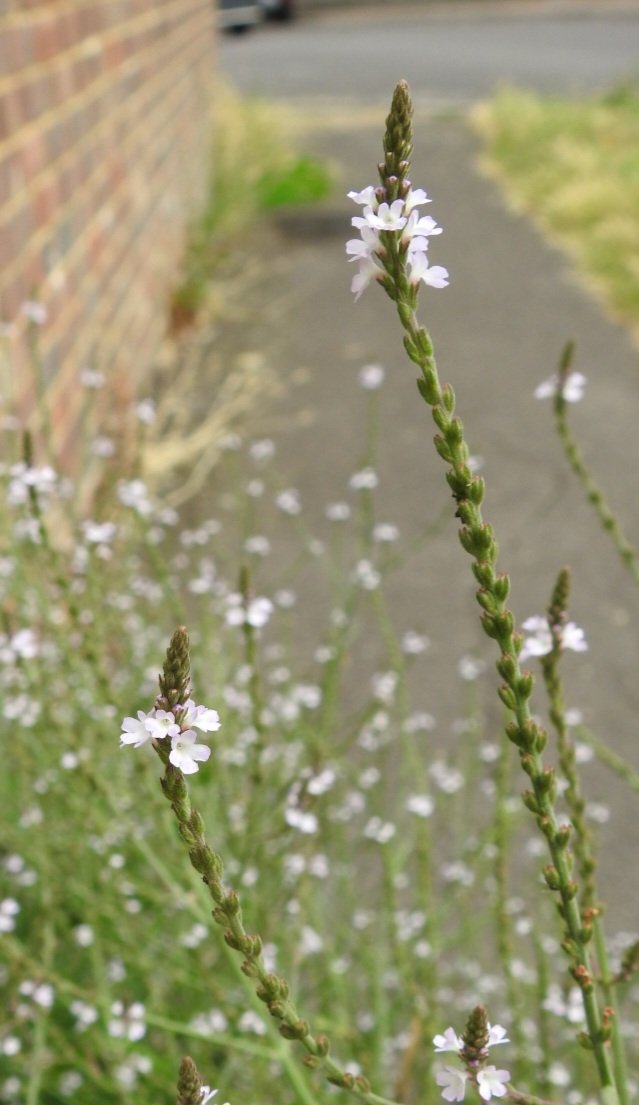 Ralphs_Ian's tweet photo. @wildflower_hour VC13 earlier this week Knotted Hedge-parsley, Sea Heath and Vervain. #wildflowerhour https://t.co/k9UGdWeuXt