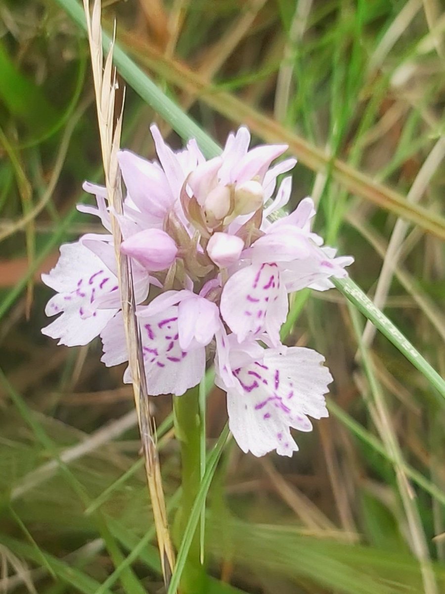 Look what I spotted on the heath this week #WildflowerHour
