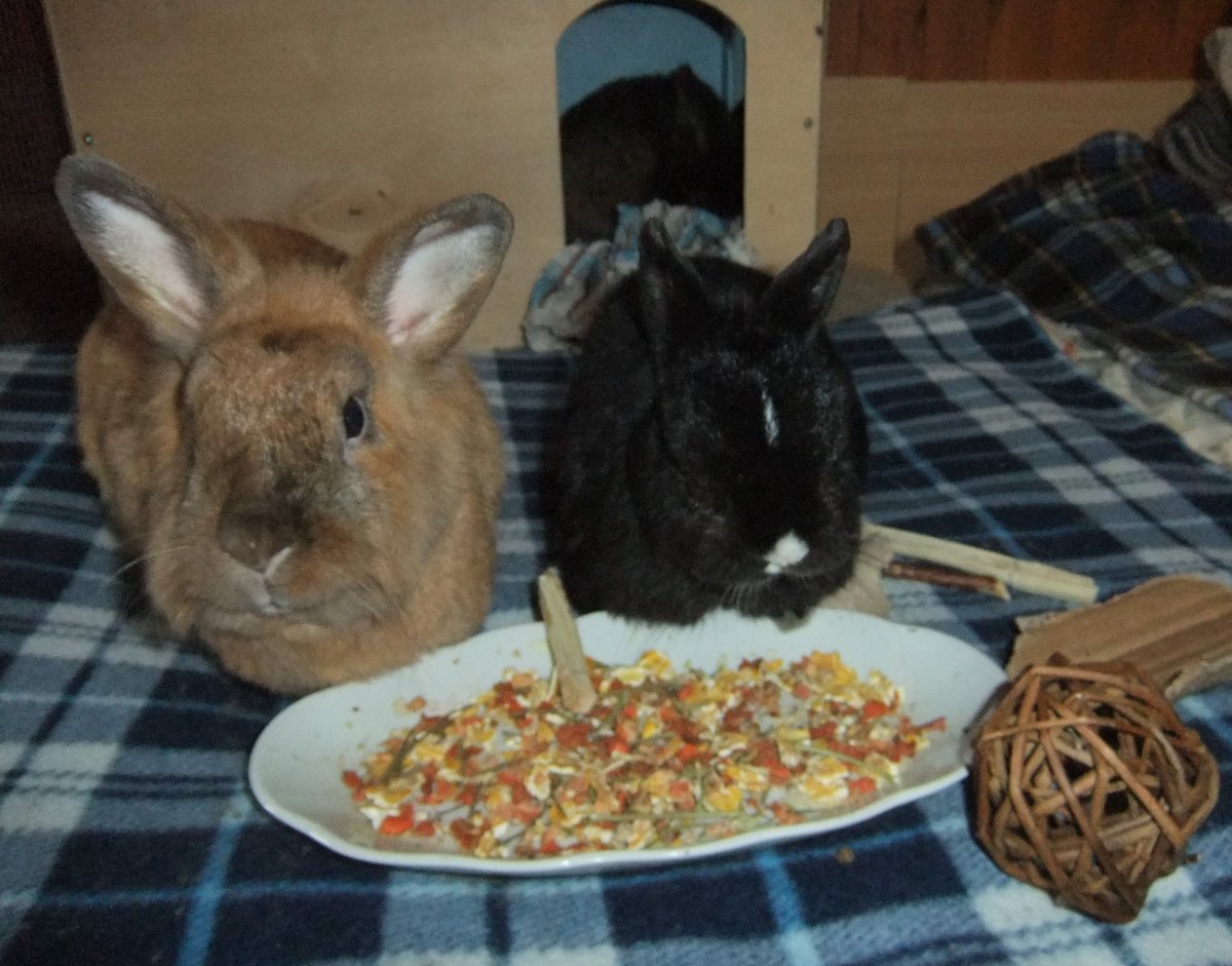 Pixie is with his little adopted dad, enjoying some of the apple and carrot flakes sent to us by a fantastic supporter of the sanctuary.

All the buns say,
thank you !
💗