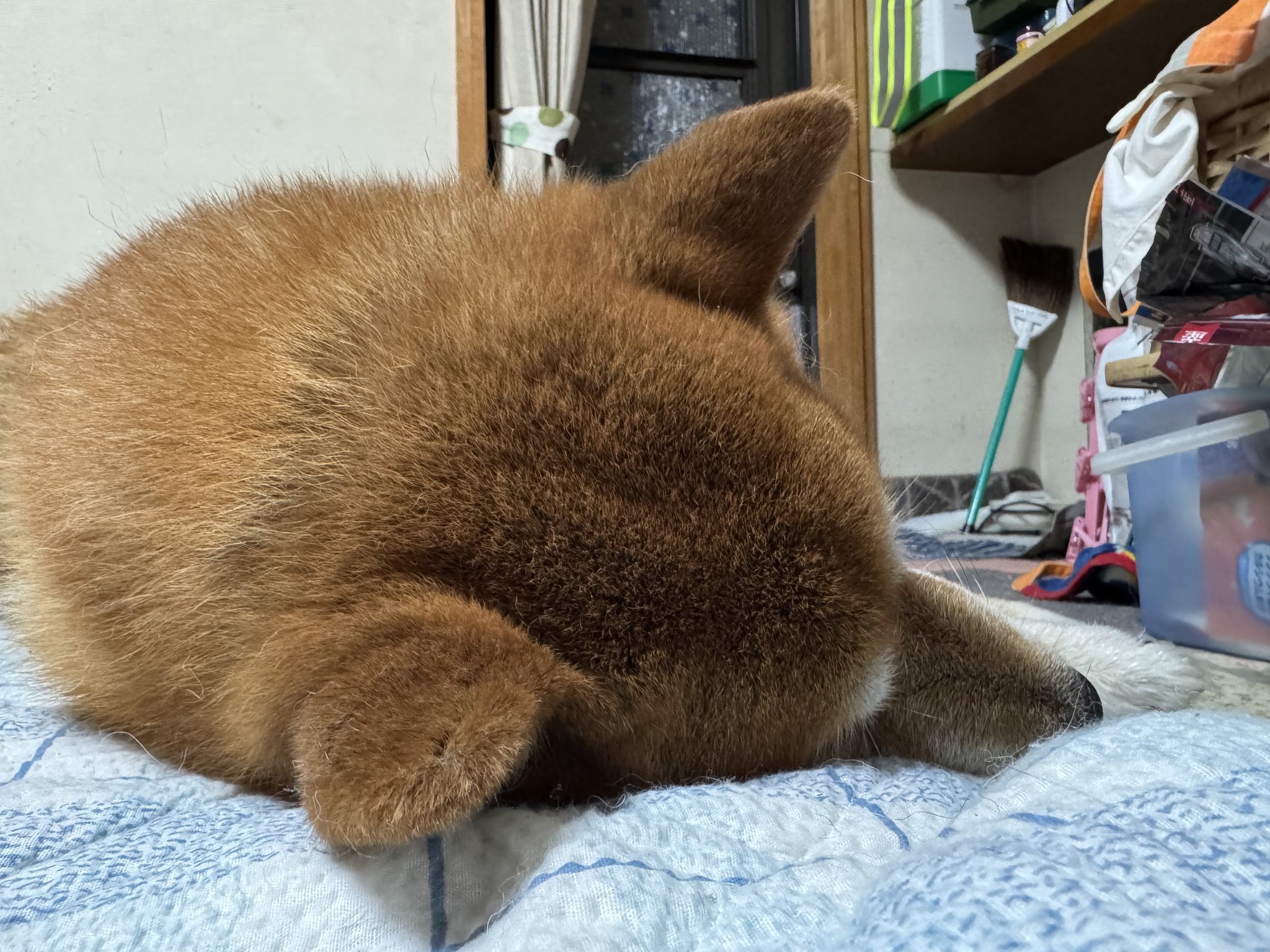 【ふるさと割】 くまきち  X: on ノート・メモ帳