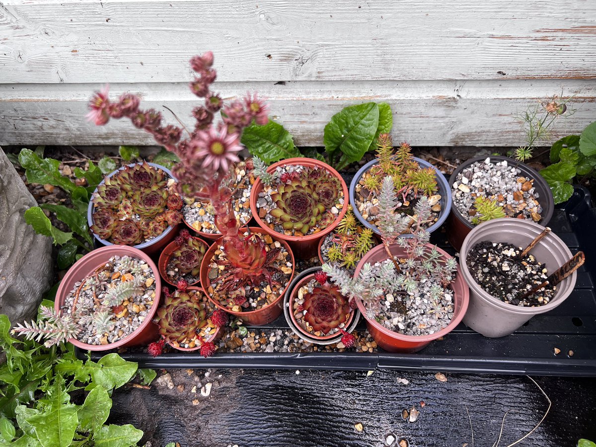 Well the cuttings have turned in to plants. Look at them flowers 
🌵🌵🌵🌵🌵🌵🌵🌵🌵🌵🌵🌵

#NannysGardenWorld 

#SucculentSunday 
#succulents #simpervivum #houseleeks #screeplants