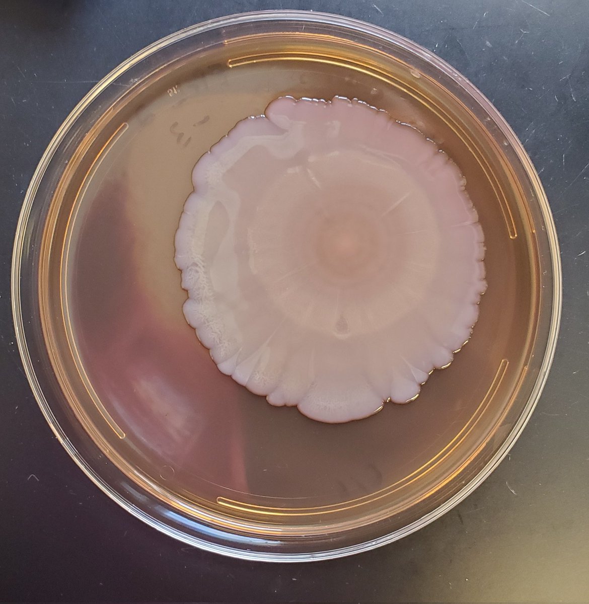 The little Klebsiella that could. Plated on June 6th, this lone colony was set to take over. But after only increasing from a 5 mm to a 5.6 mm diameter since the last update, its days may be numbered.