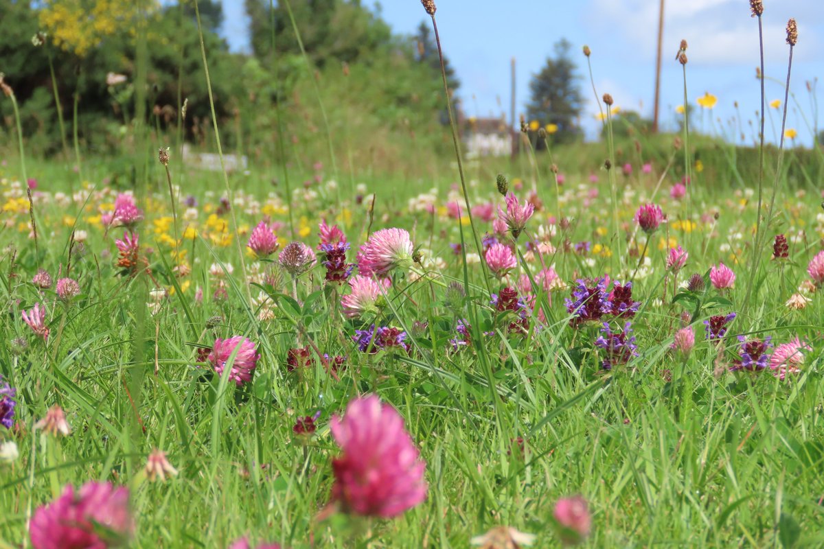 A very floriferous roadside verge. #dontmow #wildflowerhour