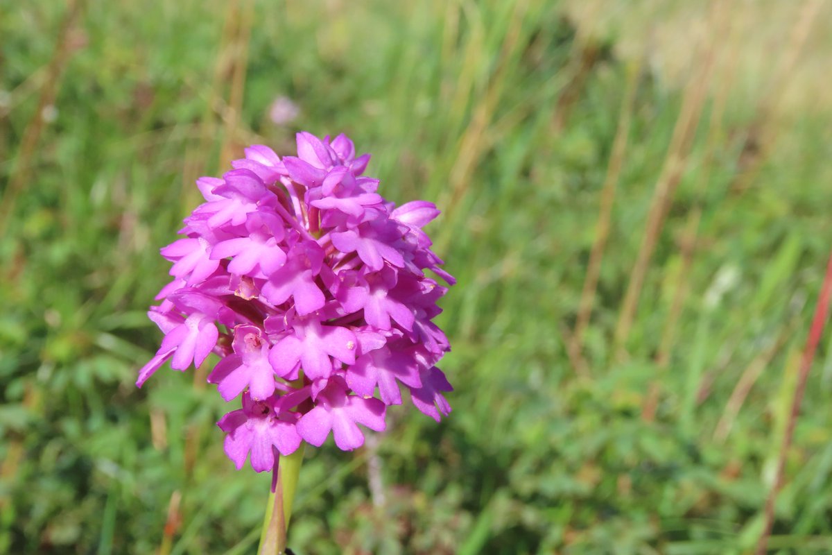Pyramidal orchids at the Umbra nature reserve. #wildflowerhour