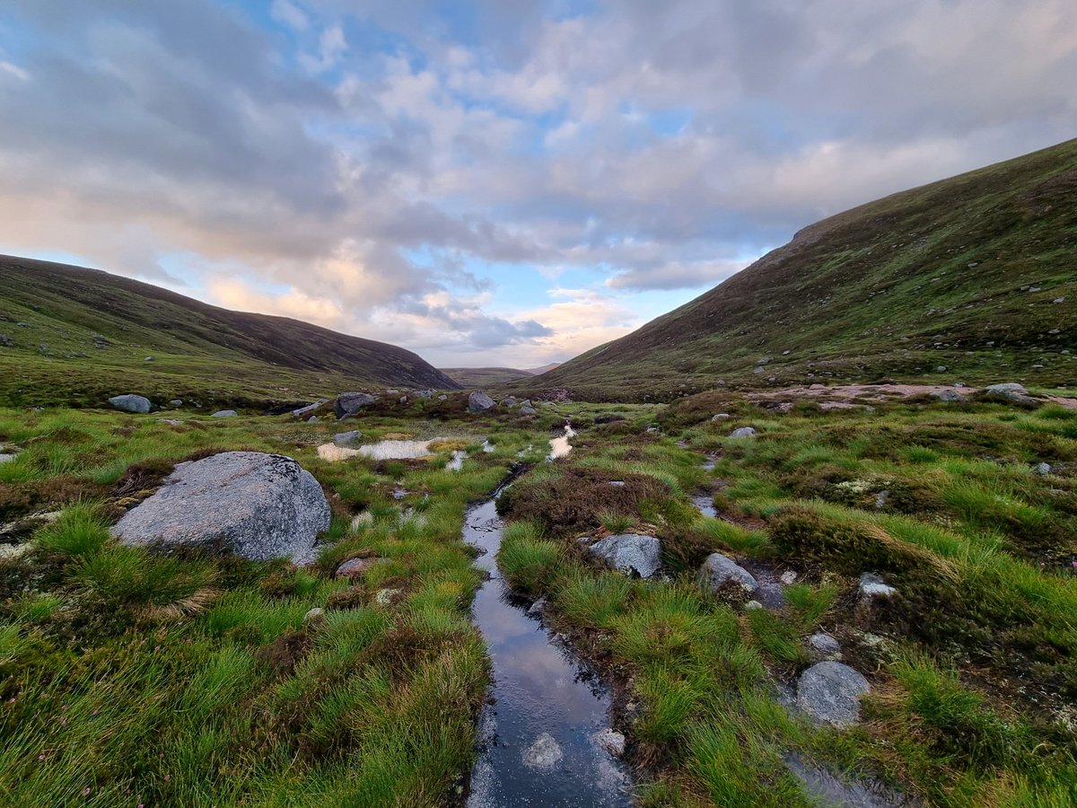 Elliott81758817's tweet image. Came back from my Gold Dofe expedition in the Cairngorms yesterday. Managed to see a Crested Tit which was a UK lifer for me! Also, Osprey, a pair of Black-throated Divers, Crossbills, Red Grouse, Golden Plover, Snow Buntings, Dippers, and more!