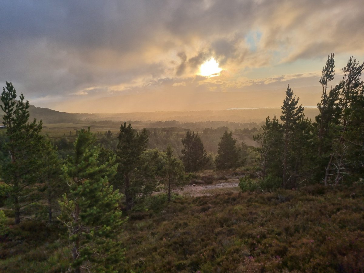 Elliott81758817's tweet image. Came back from my Gold Dofe expedition in the Cairngorms yesterday. Managed to see a Crested Tit which was a UK lifer for me! Also, Osprey, a pair of Black-throated Divers, Crossbills, Red Grouse, Golden Plover, Snow Buntings, Dippers, and more!