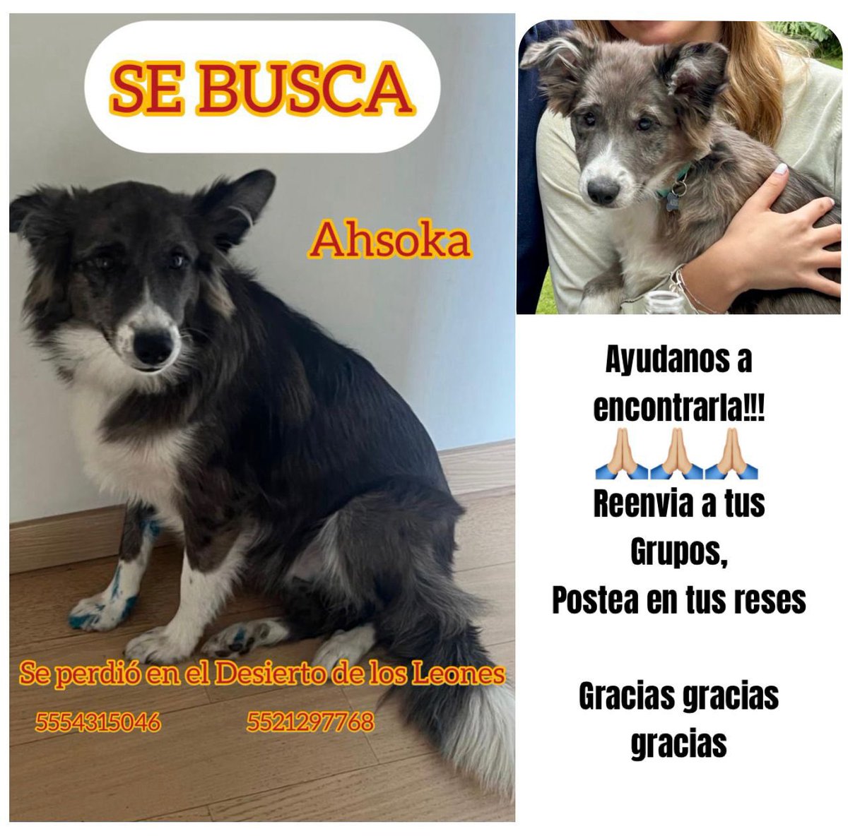 RodolfoenHGO's tweet photo. Se extravió en el parque #DesiertoDeLosLeones ayer por favor si alguien está en la zona , la tiene o la vio favor de comunicarme  RT https://t.co/MqCugaQfQ3