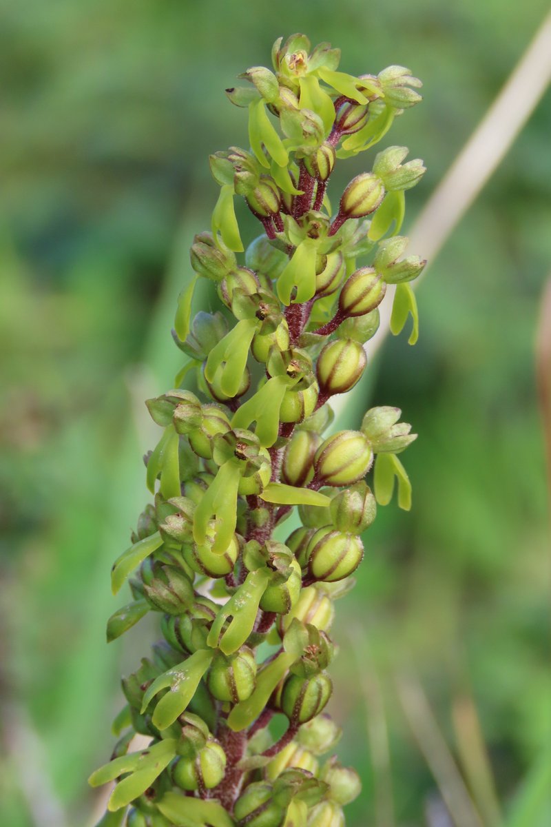 Common Twayblades at the Umbra. #wildflowerhour