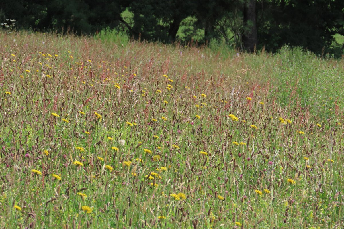My ex silage field, 10 years on, National meadows day. #wildflowerhour