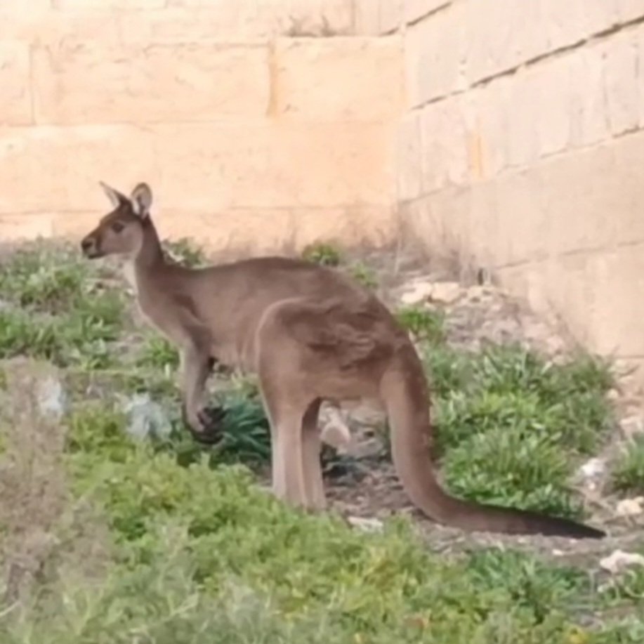One of our local roos