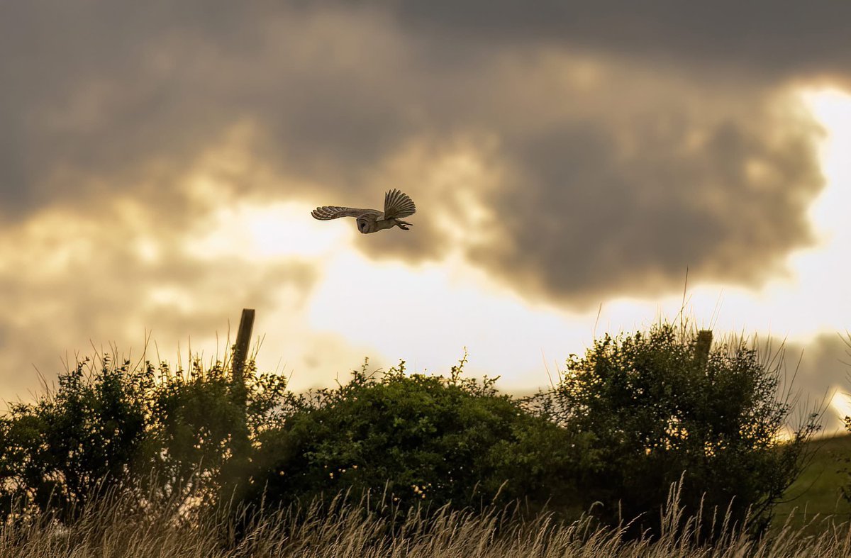 Benbbirder's tweet image. Barn Owl at sunset. @Hudsonweather