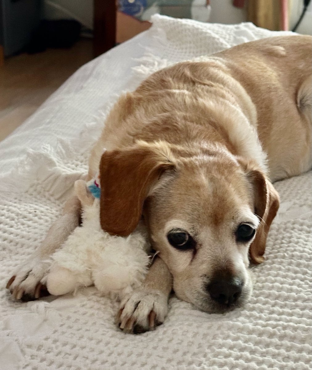 Just got back to LA from Italy. Another reason I wish dogs could talk.. So Little Bitey Beau could have verbally expressed his displeasure with me being away instead of leaving me a lake in the kitchen this morning.