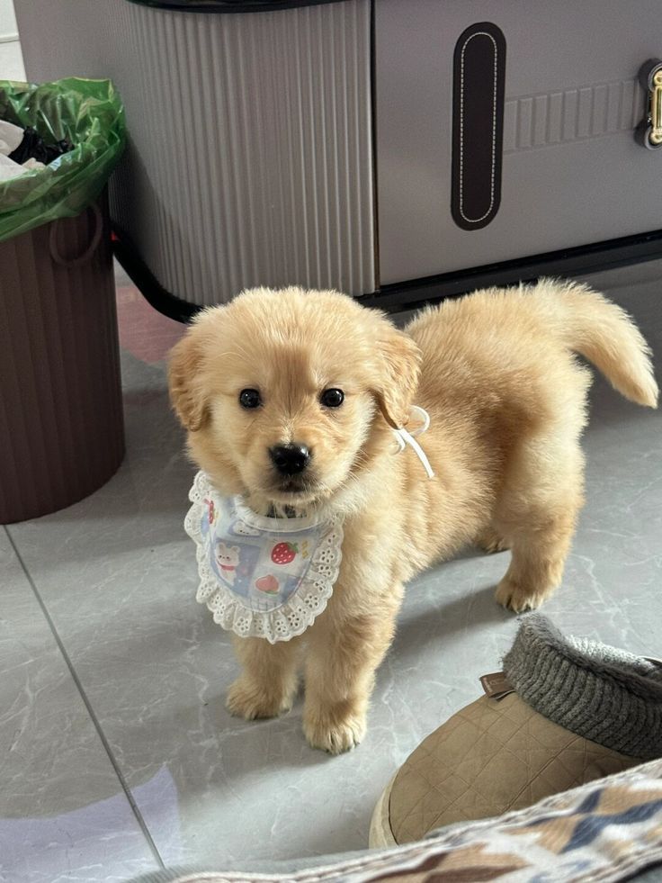 Popularpuppies © (@popularpuppies3) on Twitter photo 