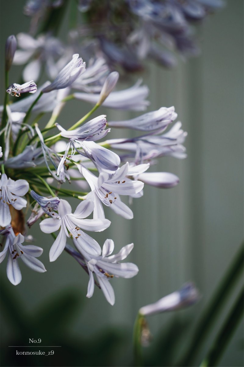 ▷ Agapanthus …
