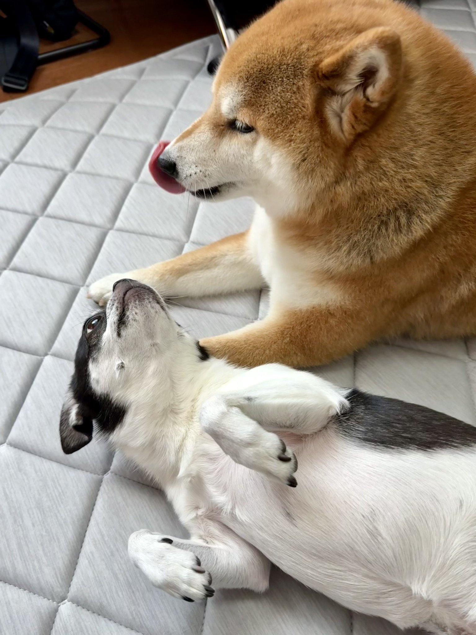 柴犬 増田暁道ブリーダーのブログ｜柴犬 仔犬 今日のおチビ達(07.28