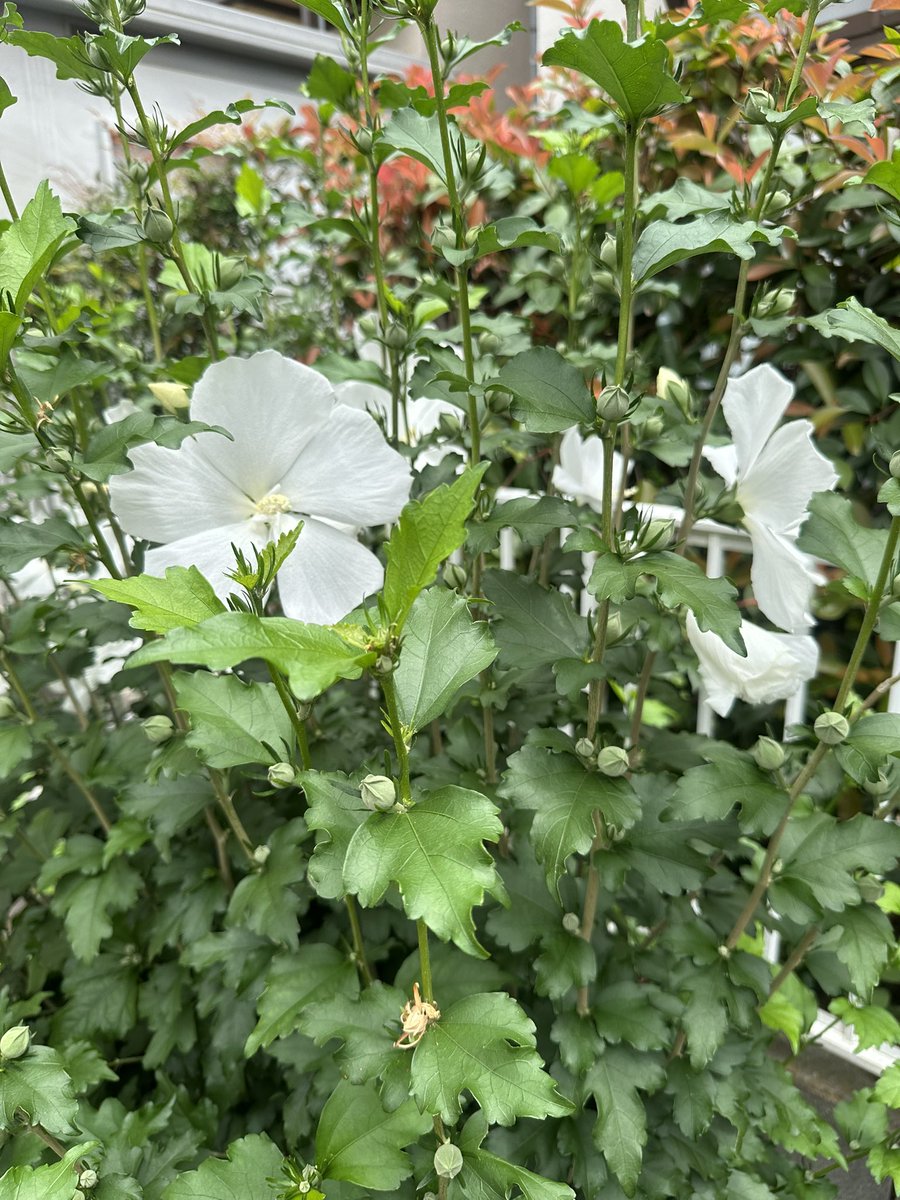 おはようございます狭い庭にスイフヨウの花が咲き誇りました
しばらく楽しませてくれます