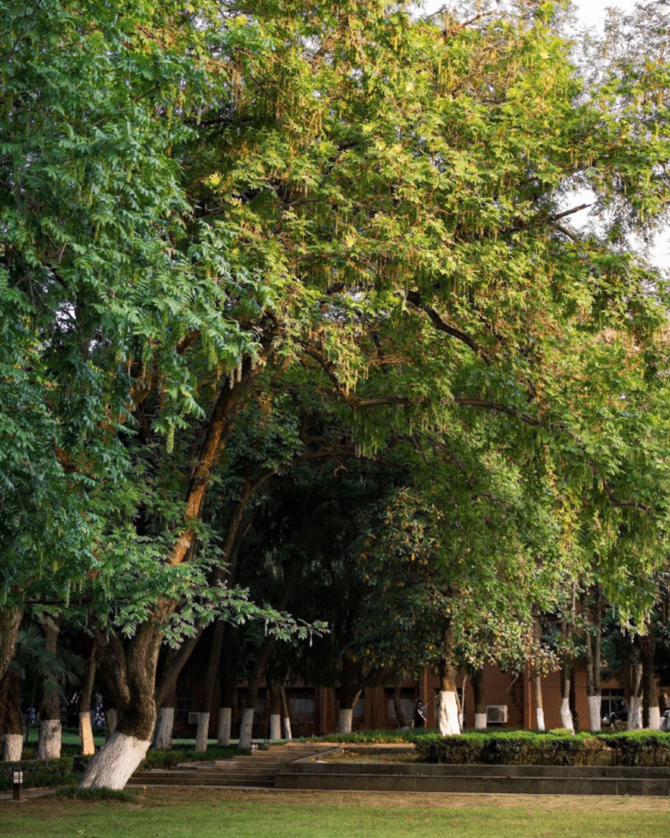 StudyatUSTC's tweet photo. In the hush of golden hours, summer paints the campus in light.
Guess where these scenes were captured on campus!
📷: Jia Jindong
#DiscoverUSTC #USTC #SummerVibes #CampusView #UniLife #StudyatUSTC #StudyinChina #中国科学技术大学 #中国科大 https://t.co/ZkvHGKOySw