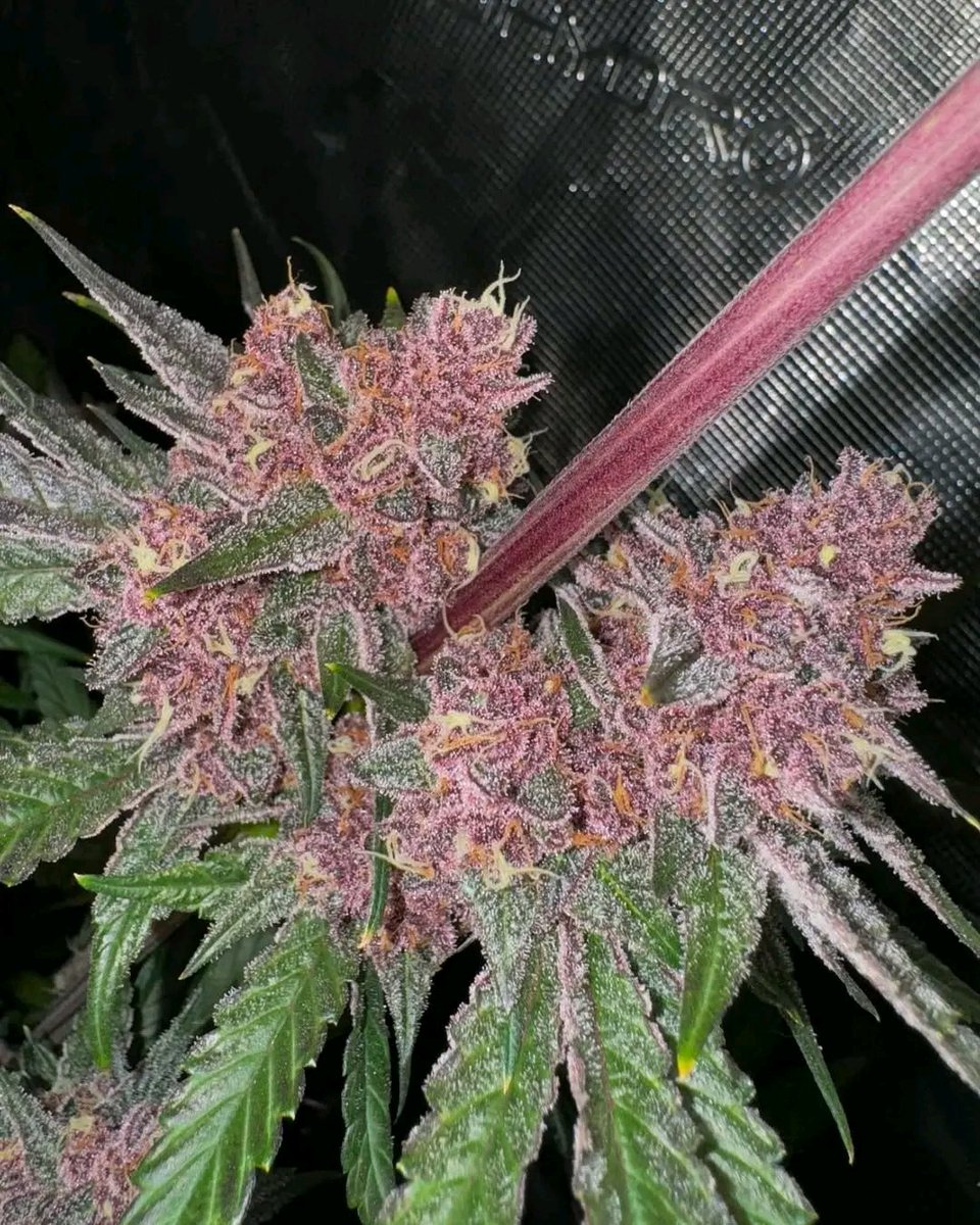 Black Cherry Bliss #21