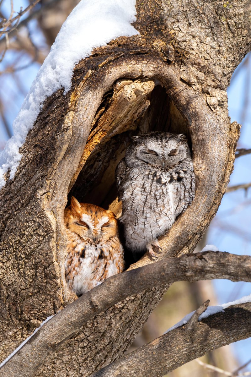 Owl Every Day (@owleveryday) on Twitter photo 