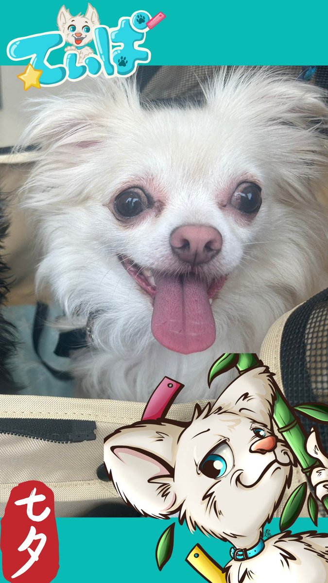 ASUKAtantan6's tweet photo. 今日は七夕
てぃぱ🐶のお誕生日
実際のお誕生日はわからないけど辛い多頭飼育崩壊生活から保護された日が七夕だったので実質七夕がお誕生日
うちに来て約3年てぃぱは少しでも安心して暮らせてたら嬉しいなぁと日々思って

そしてあとから来たるり🐶を受け入れてくれてありがとう😊お誕生日おめでとう https://t.co/BKWpfhB1Na