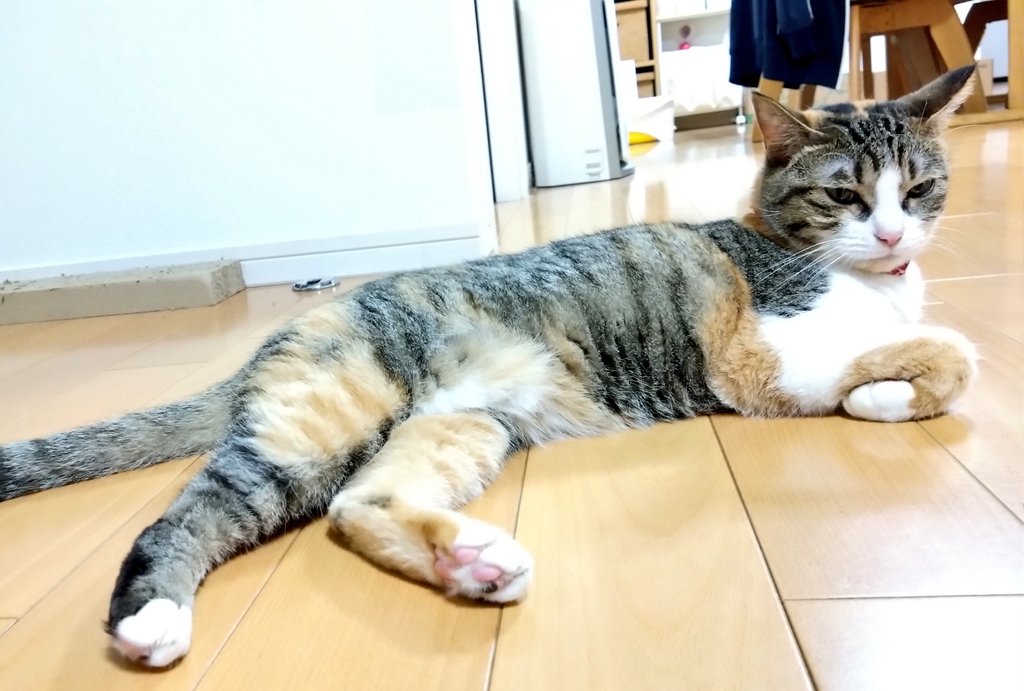 にゃっちサン おまとめページ サン宝石 | #サン宝石フェアは 東京都で開催中💖 かわいい