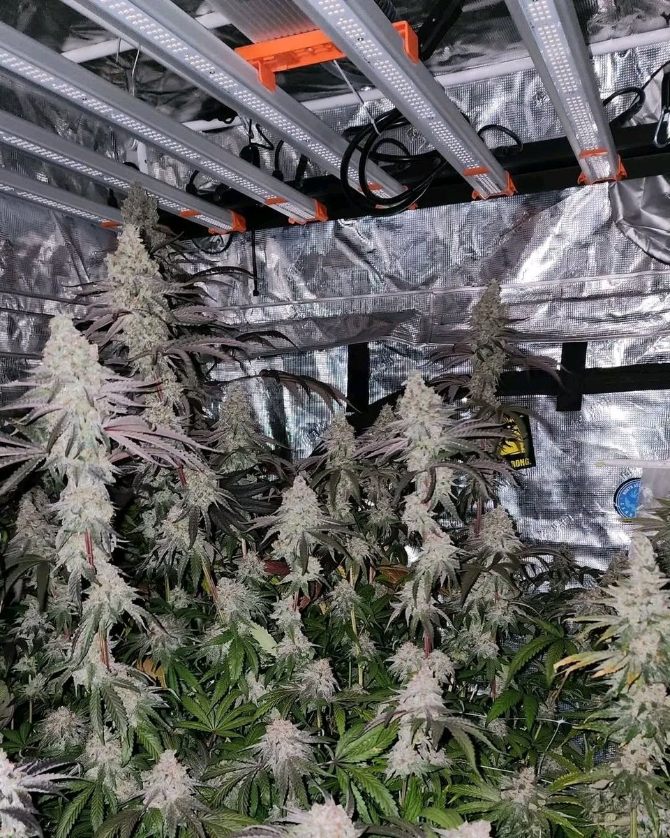 🪓Chop tomorrow 🪓 Then, Trim jail The only thing worse than trimming is not trimming🍃