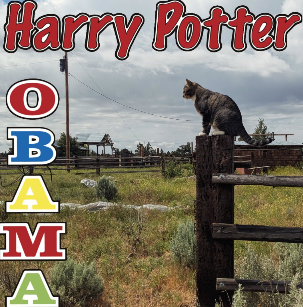 Poised for Success 
💙🫀🙃

#HarryPotterObamaSonic10inu