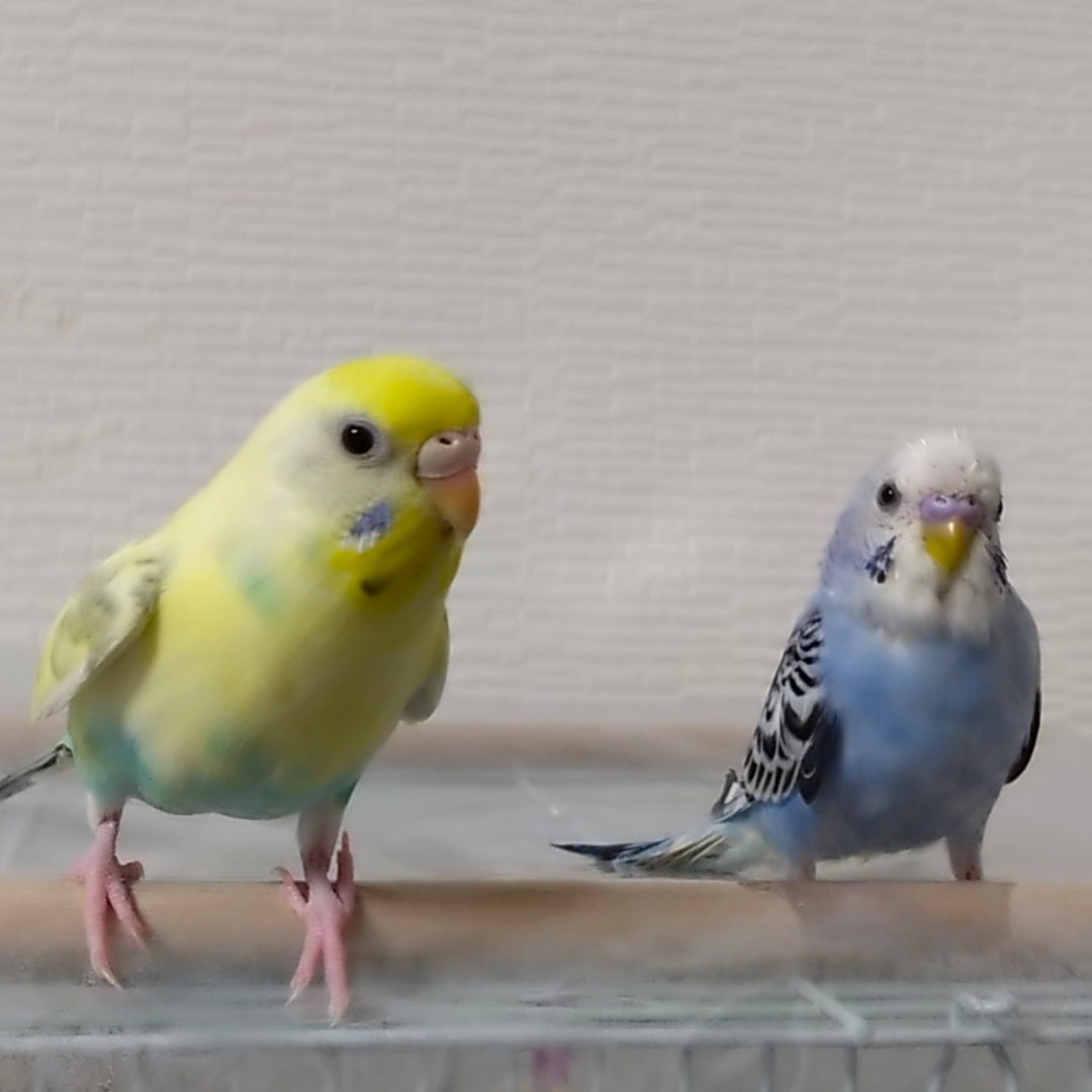今日の「カバー小鳥」は、ココちゃん・スイちゃん（セキセイインコ）です。なかよしのあのふたりも、今晩会えるかなあ？🎋
#セキセイインコ 
kotoribu.com