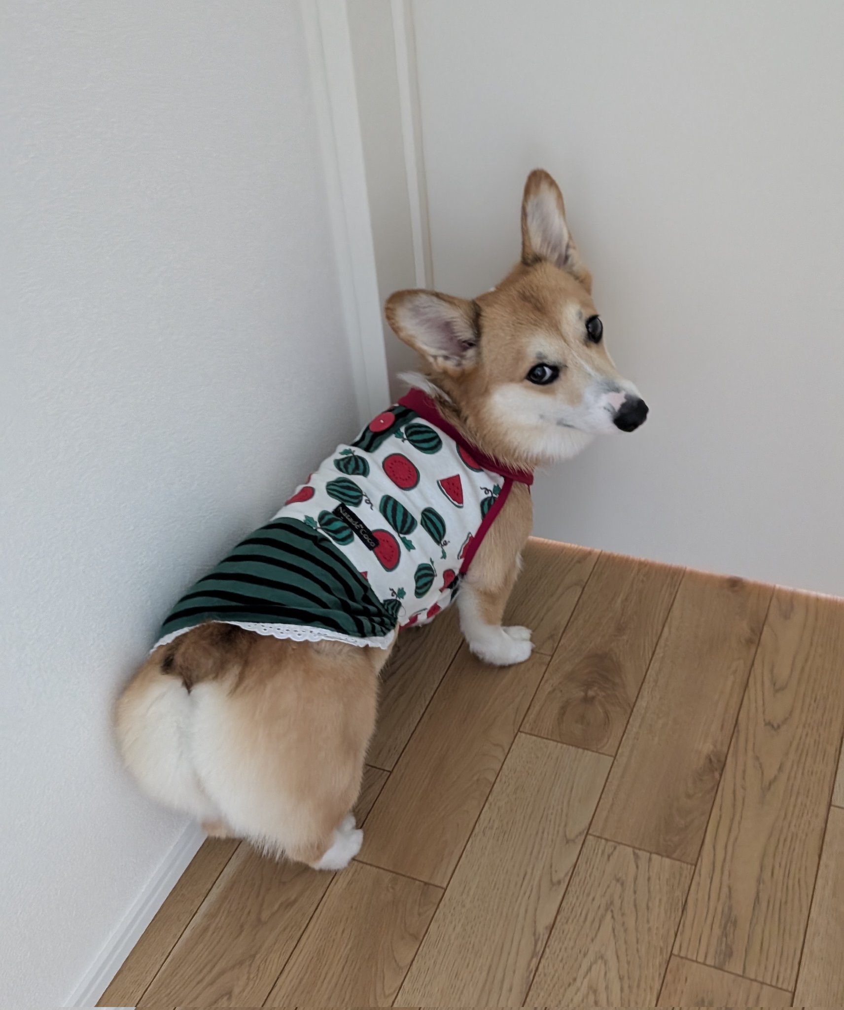 CORGI （コーギー） M.G.A