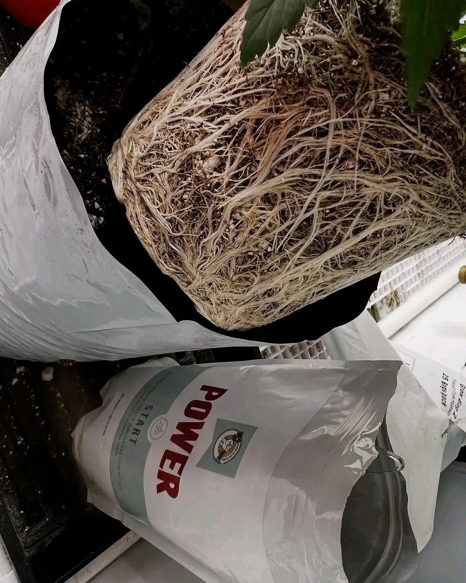 🌳