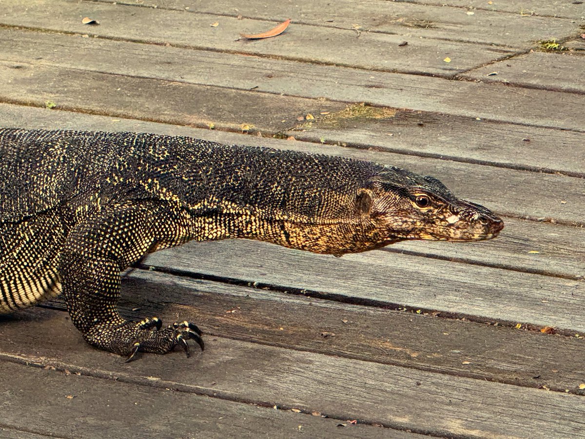 ZBugarszki's tweet photo. Monitor Lizard #singapore #sentosa #monitorlizard https://t.co/yAthZai0Gb