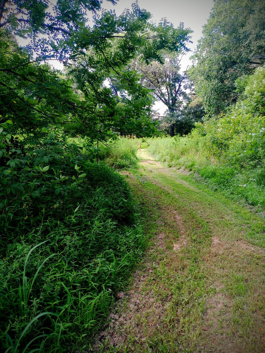 Saw a regular at the end of my path...