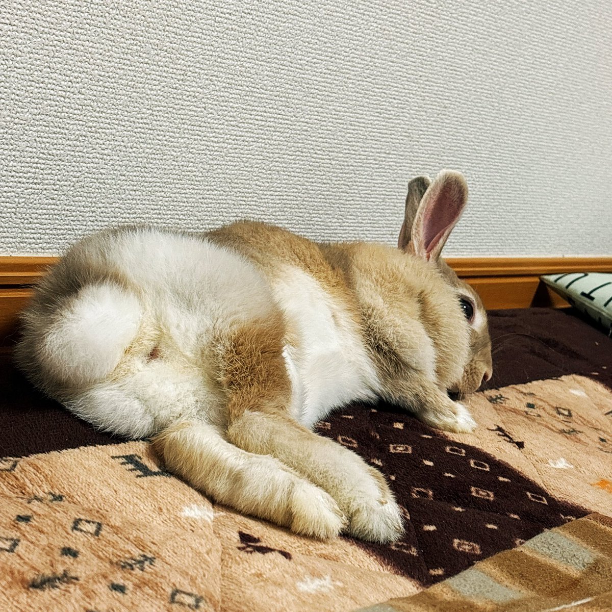 息抜きに描いた白目剥いて寝てたウサが物音で一瞬起きた時の絵