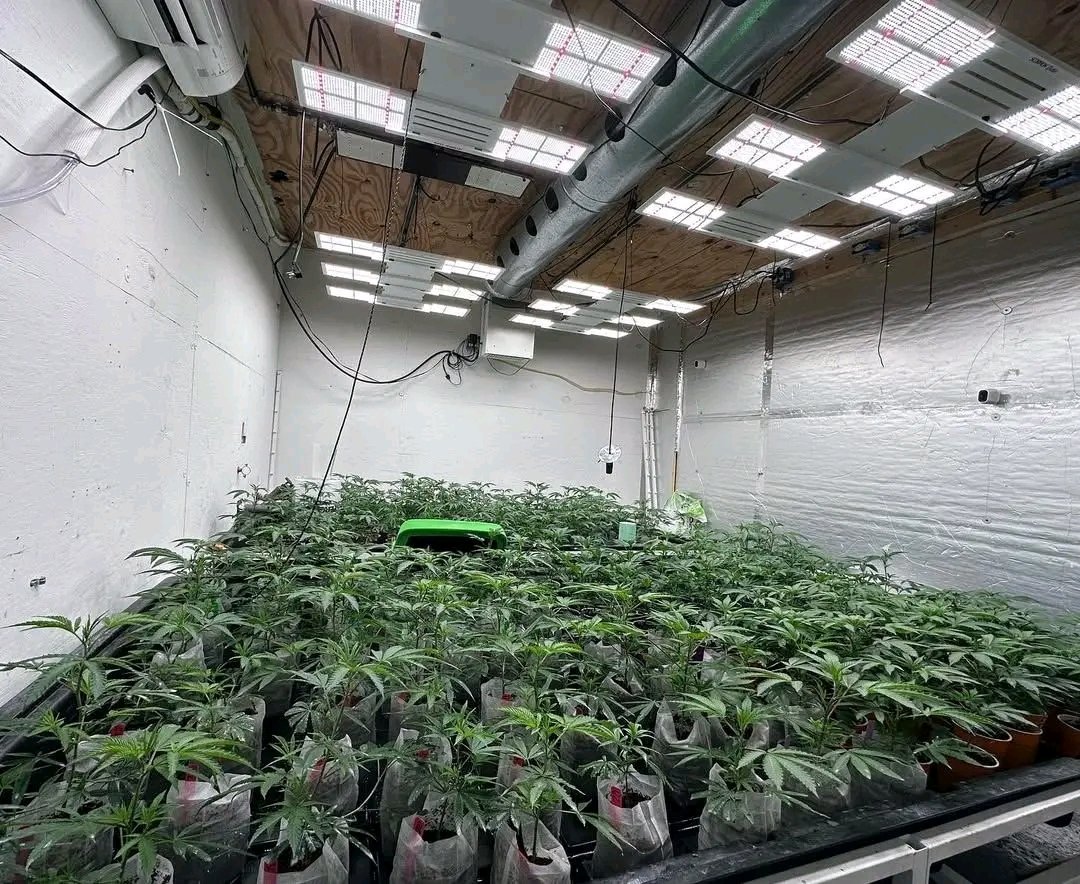 🌱