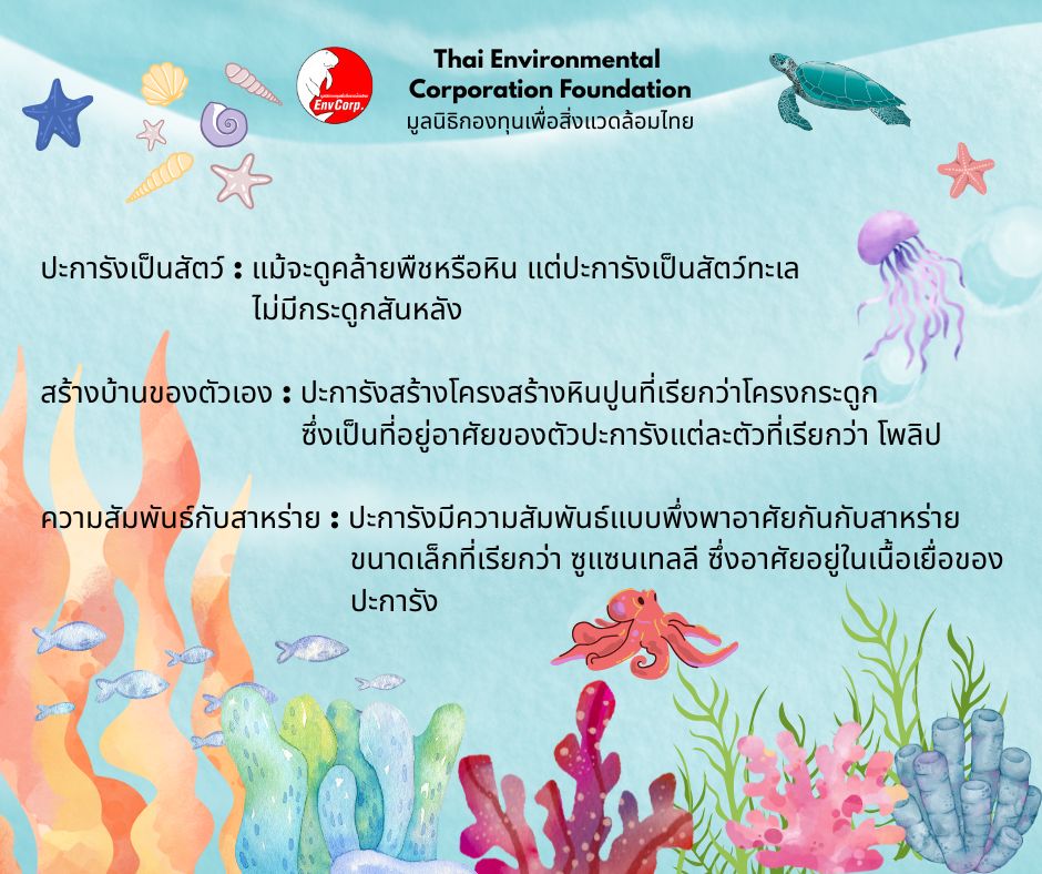 Envcorp_th's tweet image. ปะการังเป็นสัตว์ทะเลไม่มีกระดูกสันหลังที่อาศัยรวมกันเป็นกลุ่ม (โคโลนี) แต่ละกลุ่มประกอบด้วยตัวปะการังเล็กๆ จำนวนมากที่เรียกว่า โพลิป (polyp) ปะการังมีทั้งแบบแข็งและอ่อน
#ปะการัง #เกร็ดความรู้ #ธรรมชาติ #ทะเล