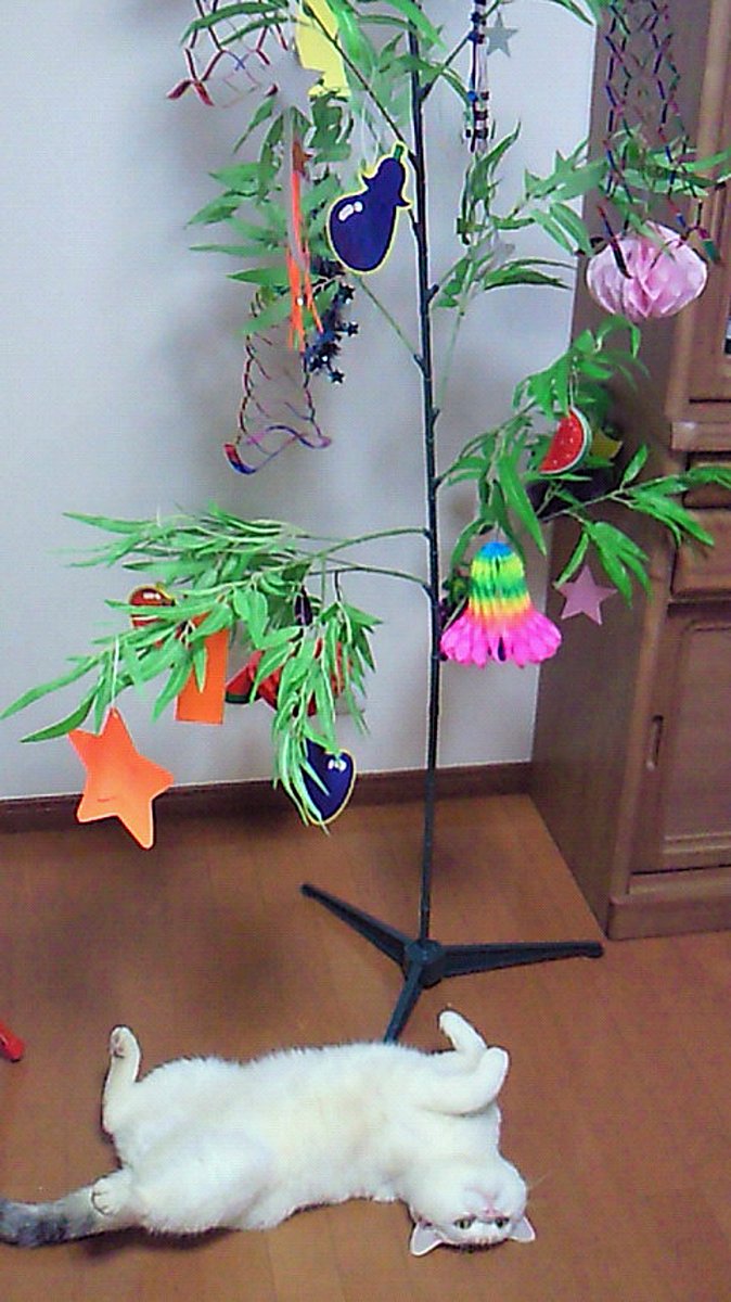 15 年前の七夕猫写真出てきたから見てくれ