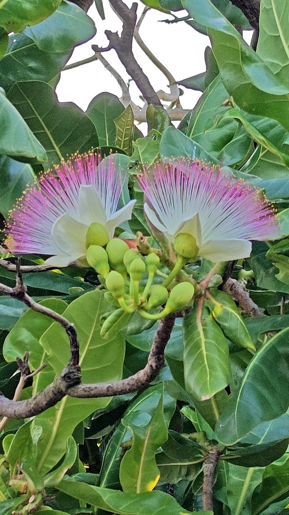 Shantanu (@shants_cool) on Twitter photo Good Morning dear Xs! The day allows everyone an opportunity. Go fulfill your dreams.
#theme_pic_India_flowers Good Morning dear Xs! The day allows everyone an opportunity. Go fulfill your dreams.
#theme_pic_India_flowers