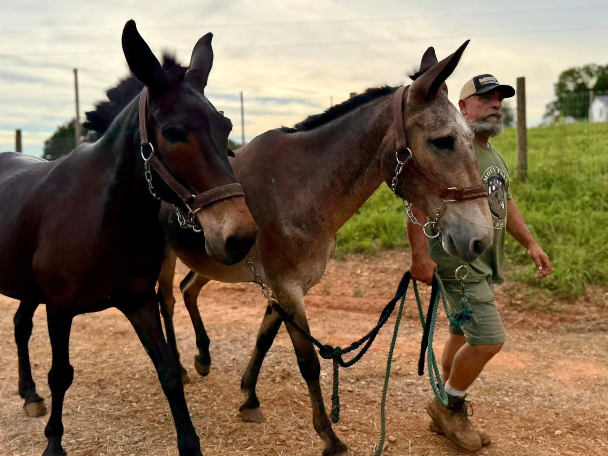 United Cajun Navy (@unitedcajunnavy) on Twitter photo Guess who's back... Back again... Mules are back... Tell a friend! That's right, the <a href="/AmmersThom37926/">Mountain Mule packer ranch</a> mule team made world famous in Western North Carolina are headed to Texas to join the <a href="/Unitedcajunnavy/">United Cajun Navy</a> crews! Stay tuned! 🫡💪🫏🫏🫏 Guess who's back... Back again... Mules are back... Tell a friend! That's right, the <a href="/AmmersThom37926/">Mountain Mule packer ranch</a> mule team made world famous in Western North Carolina are headed to Texas to join the <a href="/Unitedcajunnavy/">United Cajun Navy</a> crews! Stay tuned! 🫡💪🫏🫏🫏