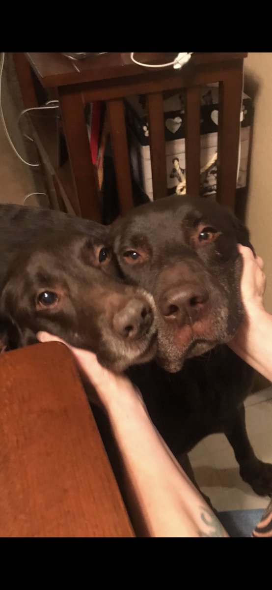 LuvThisLab's tweet photo. @Phil_Sledge Still cry for these faces every day.  Buddy - March 16, 2024 the day after his 14th birthday and Roscoe - November 29, 2023 gone at 9 years old. 💔 https://t.co/znqiNC4oI8