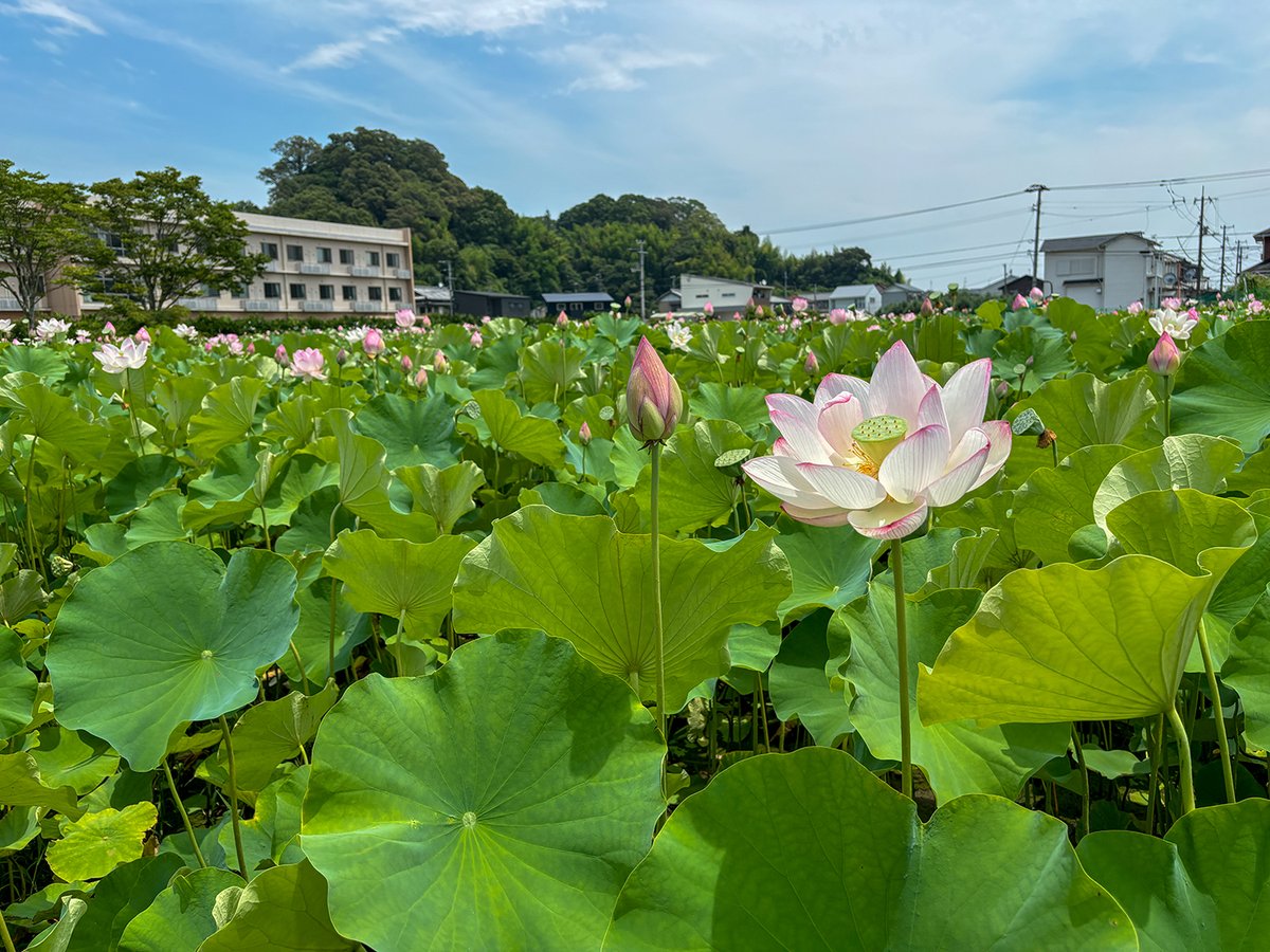 nishimuraikemen's tweet image. おはようございます!今日の高知市は晴れ☀️
写真は蓮の名所として有名な高知県土佐市の蓮池公園🪷
2種類の蓮が咲いちょったで
花言葉は「清らかな心」「神聖」
池が干上がりそうなばあ暑い日が続きゆうき体調管理に気をつけとうせ
今週もよろしゅうお願いします!
#企業公式が朝の挨拶を言い合う