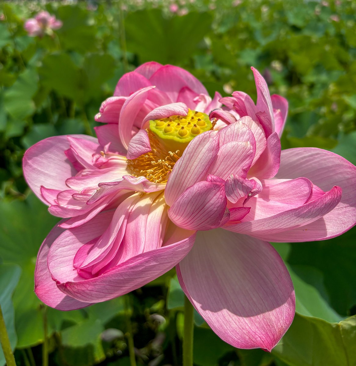 nishimuraikemen's tweet image. おはようございます!今日の高知市は晴れ☀️
写真は蓮の名所として有名な高知県土佐市の蓮池公園🪷
2種類の蓮が咲いちょったで
花言葉は「清らかな心」「神聖」
池が干上がりそうなばあ暑い日が続きゆうき体調管理に気をつけとうせ
今週もよろしゅうお願いします!
#企業公式が朝の挨拶を言い合う
