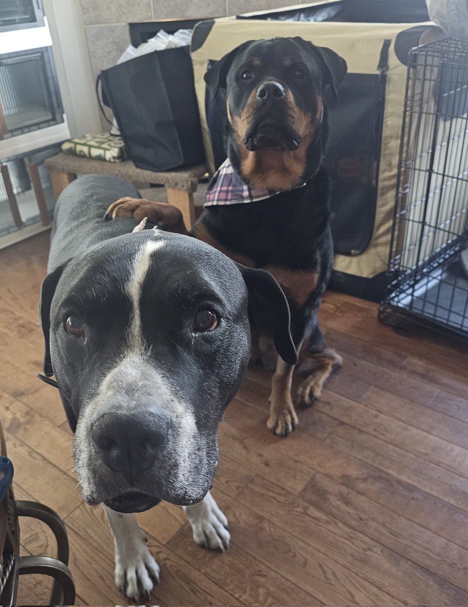 Team Servicerottie🇨🇦🐕🦺🦽 (@servicerotties) on Twitter photo <a href="/HeyPistol/">HEY,I AM PISTOL</a> and his dad are here for supper. The humans are having important conversations, but they're eating chicken, which is more important. Pistol keeps trying to interrupt the humans. I'm trying to teach him the key to extra chicken is sit across the room and look adorable. <a href="/HeyPistol/">HEY,I AM PISTOL</a> and his dad are here for supper. The humans are having important conversations, but they're eating chicken, which is more important. Pistol keeps trying to interrupt the humans. I'm trying to teach him the key to extra chicken is sit across the room and look adorable.