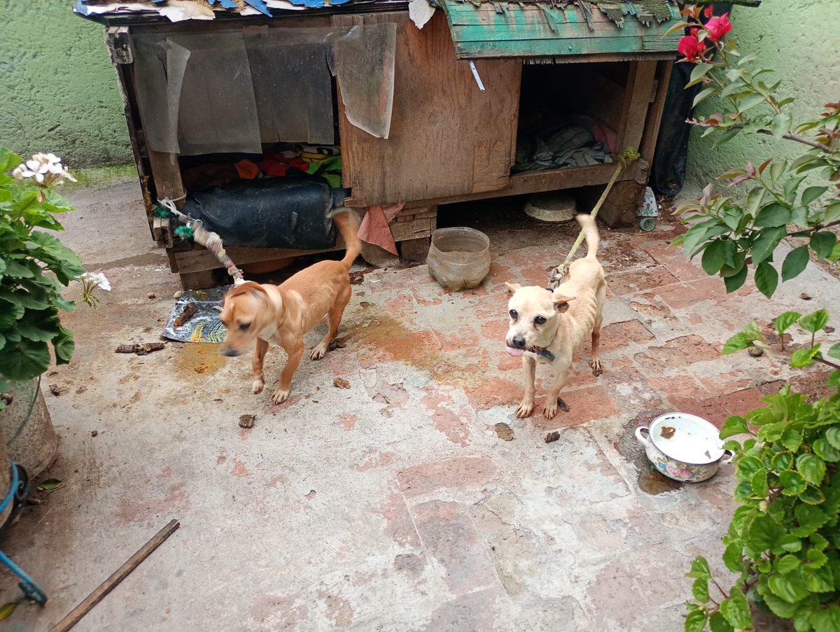 Amigos nos piden ayuda para estos dos perritos,los quieren rescatar del lugar horrible en donde están pero urge resguardo para poder sacarlos.

Ofrecimos recibir al del lado derecho porque no podemos con ambos,pero si alguien más quiere ayudar a los dos,muchísimo mejor.

Están en