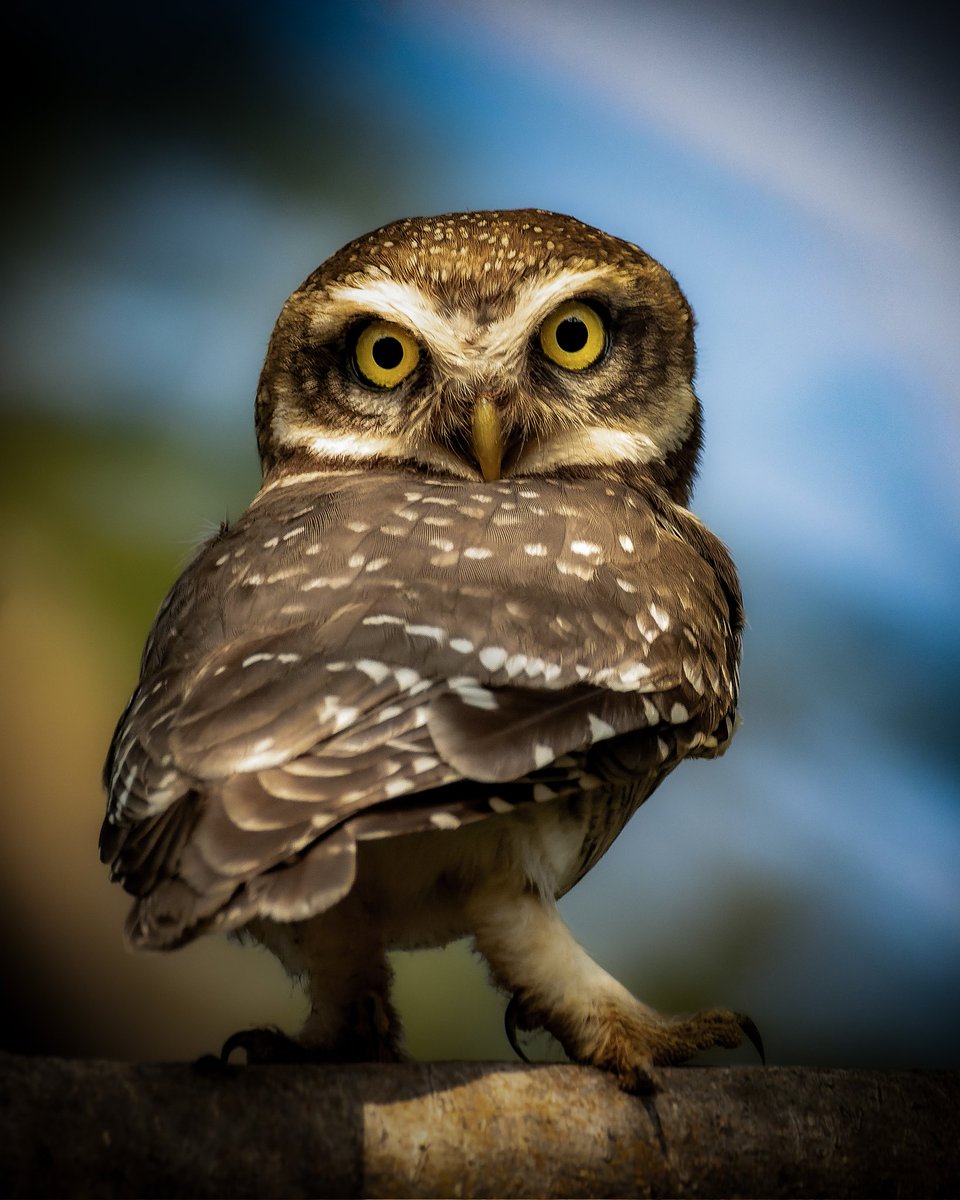 Stare down those Monday blues like a boss. Happy week ahead, folks. #indiAves in frame #spottedowlet starring right at me 🙂🦉 #birdphotography #birdwatching #natgeoindia #natgeowild