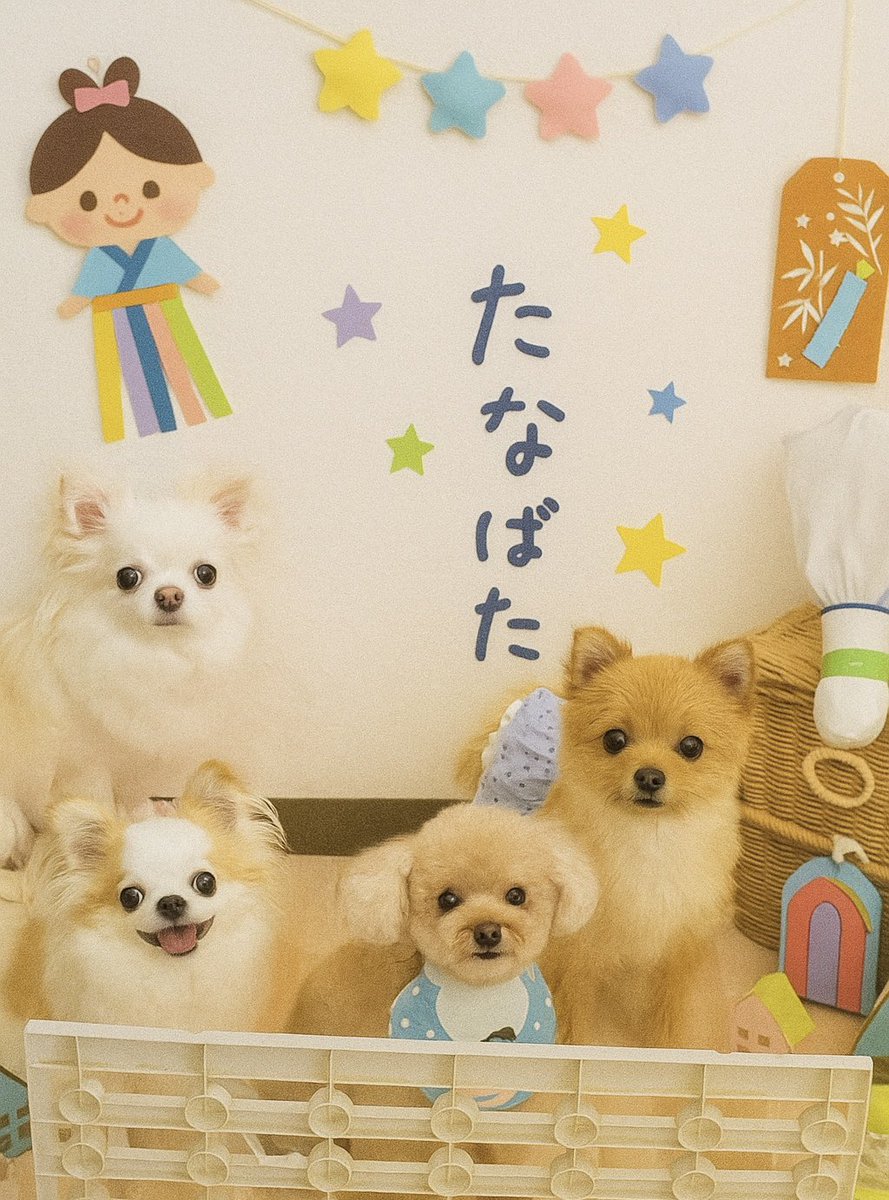 wanko_love1010's tweet image. 今日は七夕🎋
みなしゃんは何をお願い事するでしゅか?
あたち達は満場一致で
『おやつの回数増やして欲しいでしゅ』
ママは「健康の為だから却下」って言ったでしゅ💧
そんなママは今日医大に行ったでしゅ🏥お留守番してるでしゅ🐶ᩚ🏠
みなしゃん楽しい七夕にしてくだしゃいね💖4姉妹より🐾…