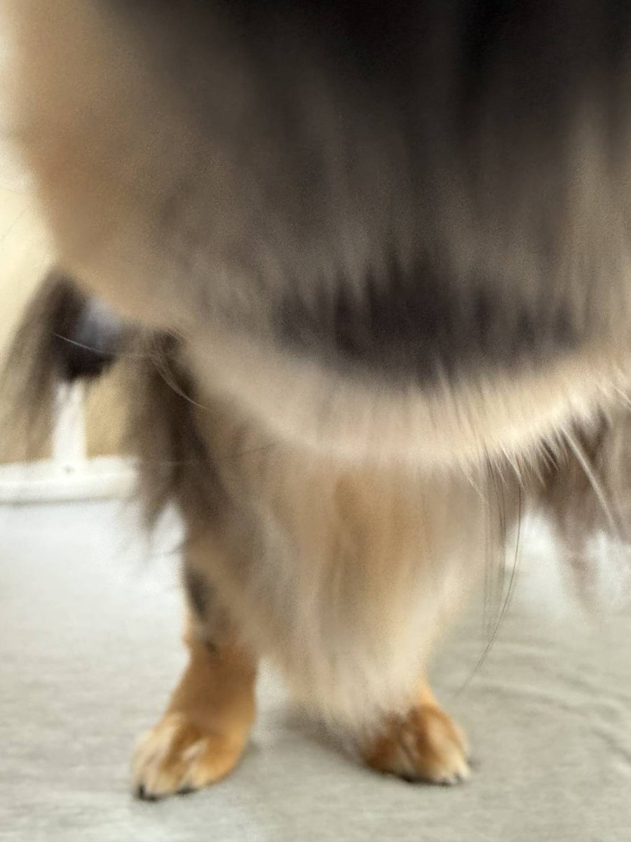 0806_ran's tweet image. 近い近い 笑😚🫰

 #ミニチュアダックス
 #シルバーダップル 
 #短足部
 #犬好きさんと繋がりたい