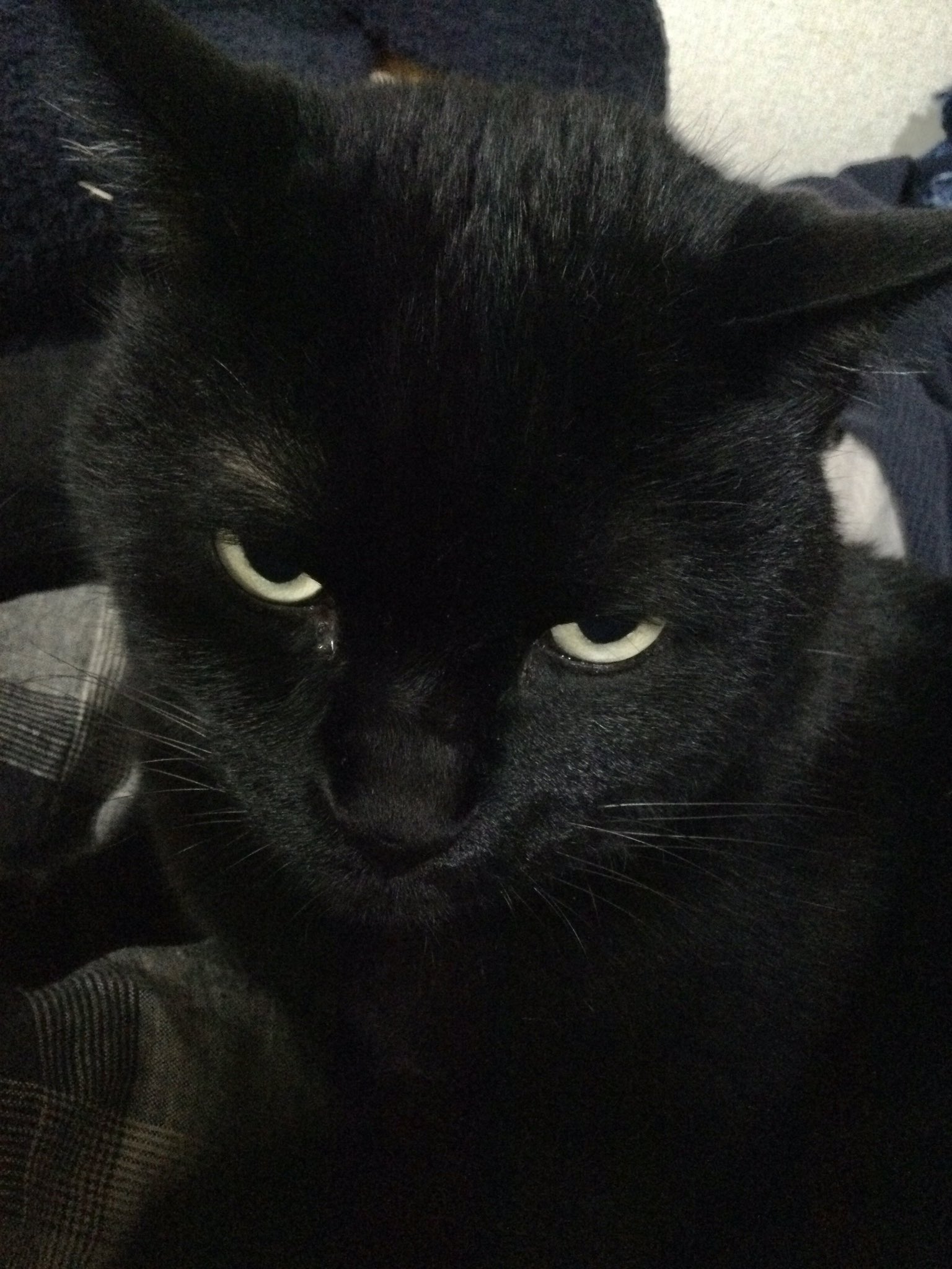黒猫様♡ありがとうございます♡ かわいく撮れなくてごめんね…。飼い主さんも謝ってしまうレベル