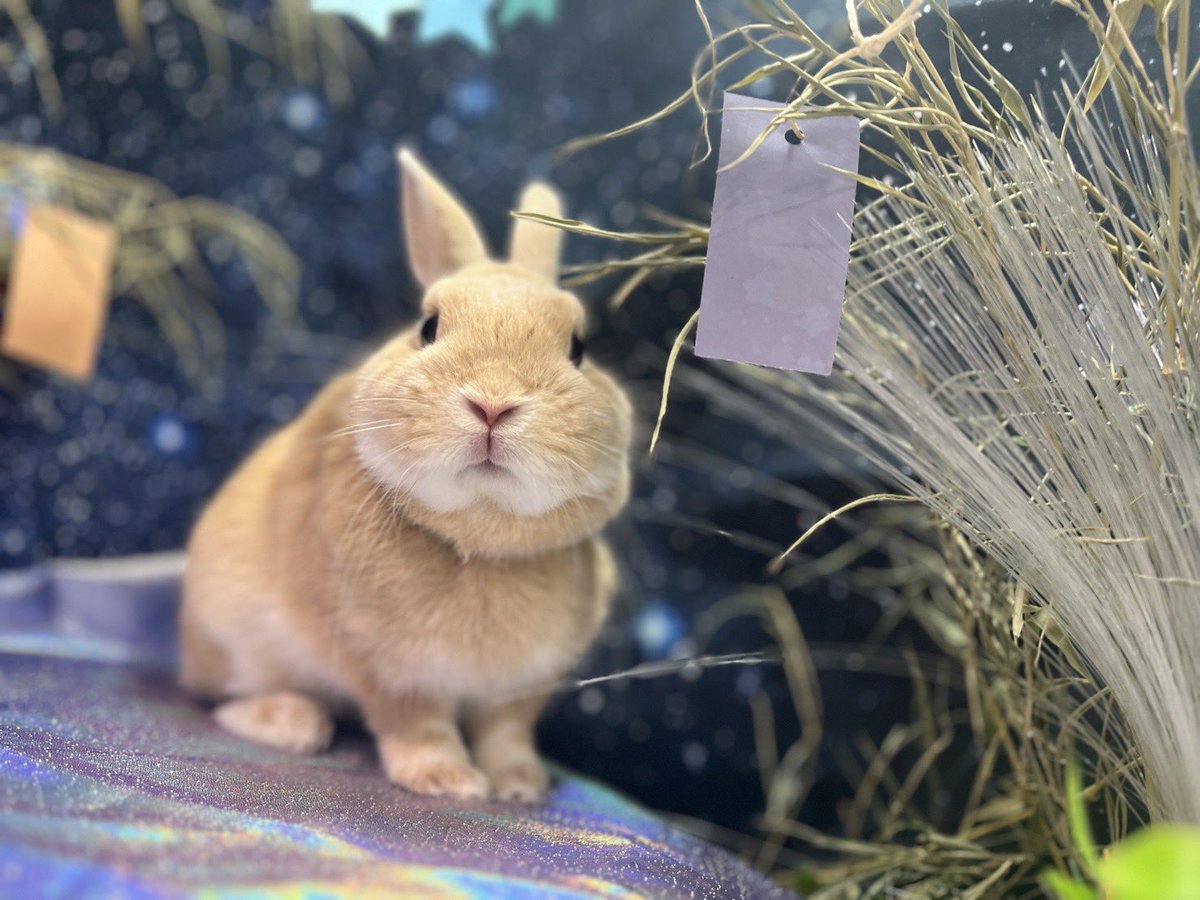 🐰\おいしいものが たくさん たべれますように でし◝✩/