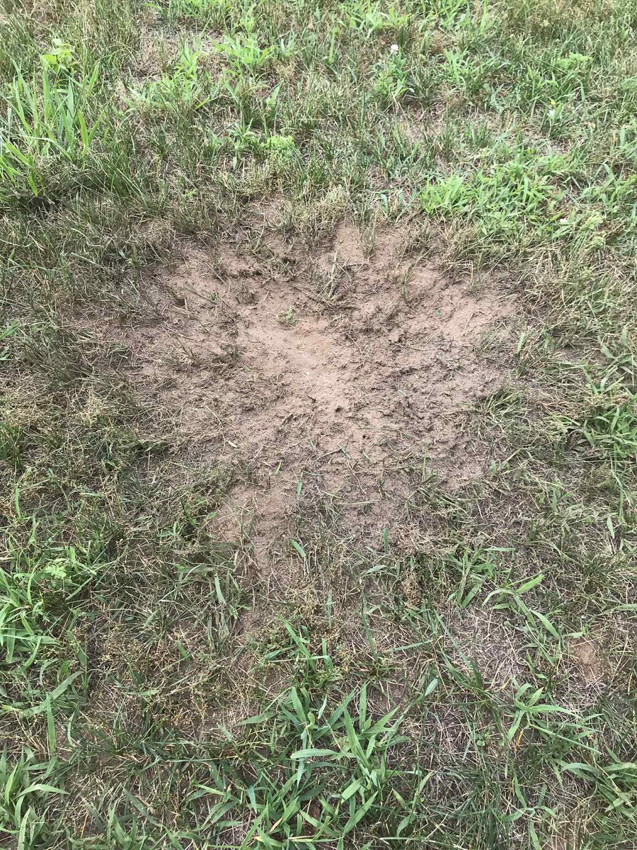 GSPGLGodfathers's tweet image. Wiffle 💣 #TakingSouls⚰️ #TheFog🌫️ #ElevatedWiffle😶‍🌫️ #StayElevated @GreenStemMI