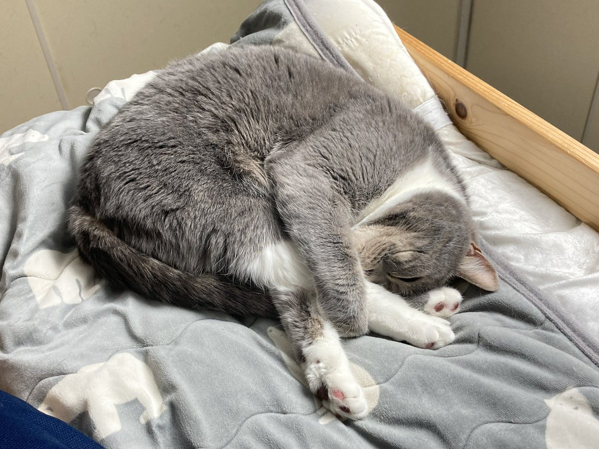来世はネコになって思う存分ゴロゴロしたい🥺
